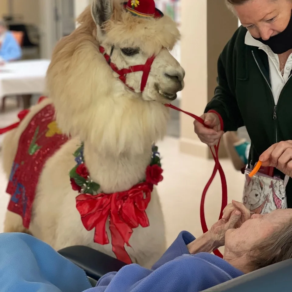 St. Anthony Village — Alpaca Adoration, photo 1