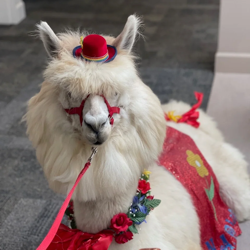 St. Anthony Village — Alpaca Adoration, photo 2