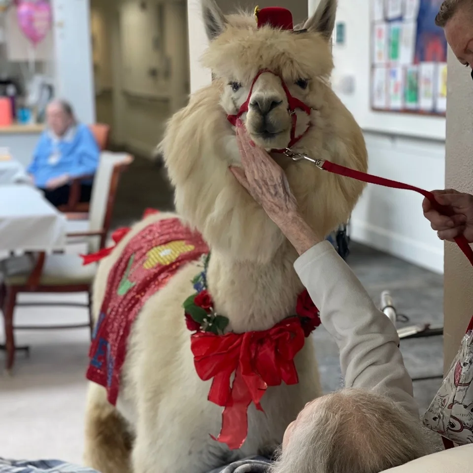 St. Anthony Village — Alpaca Adoration, photo 3