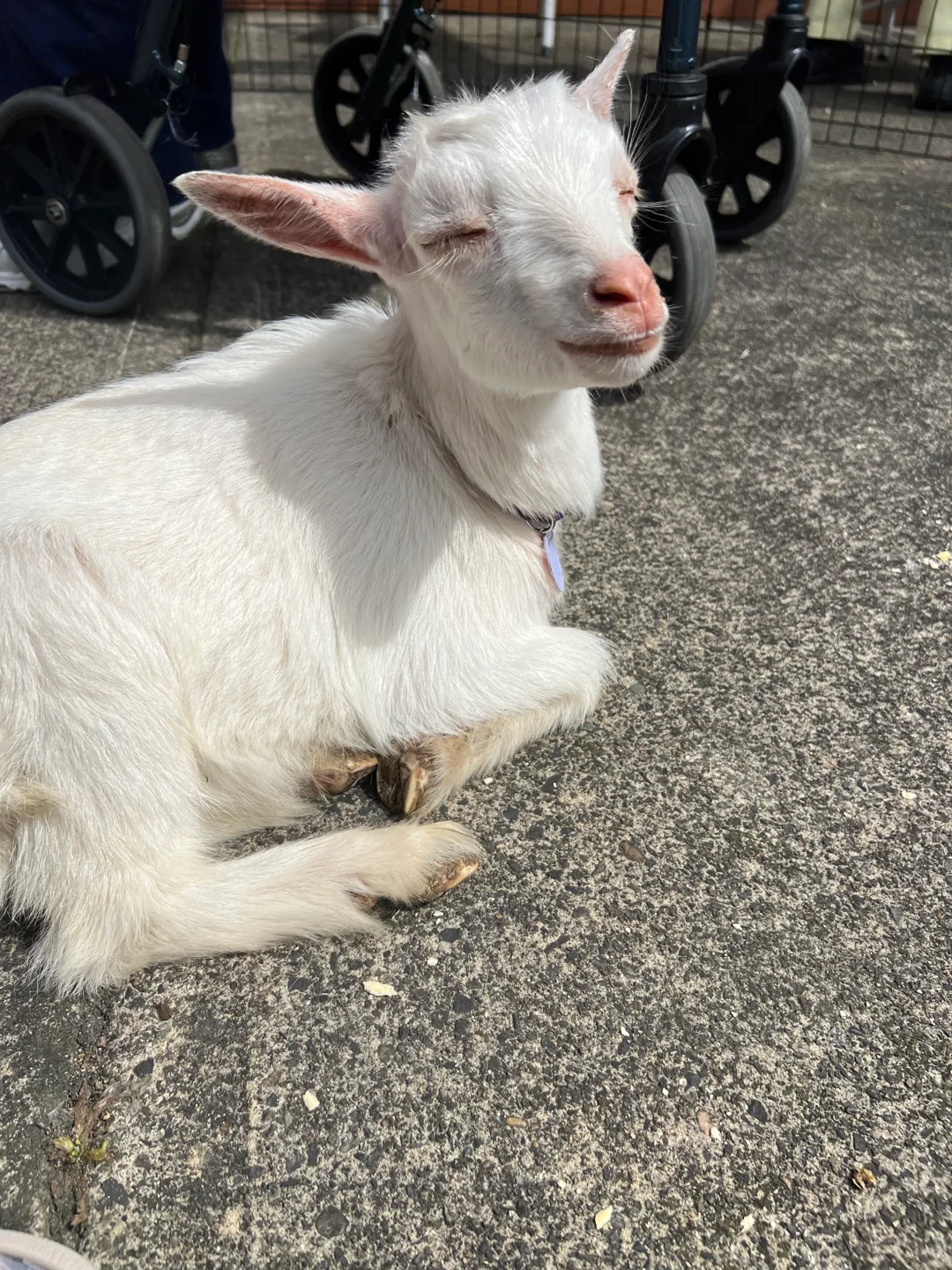St. Anthony Village — Baby Goats, photo 2