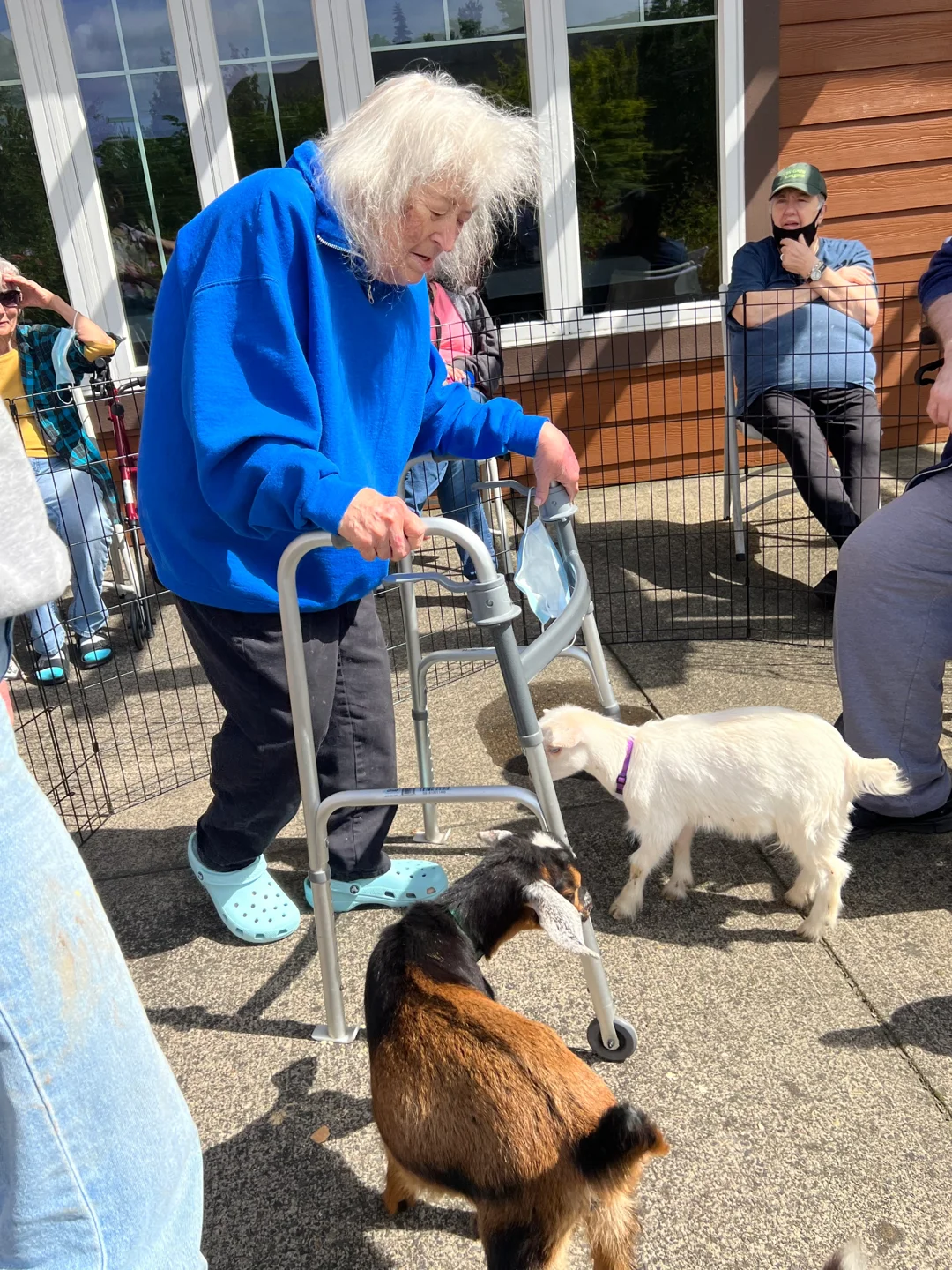 St. Anthony Village — Baby Goats, photo 3