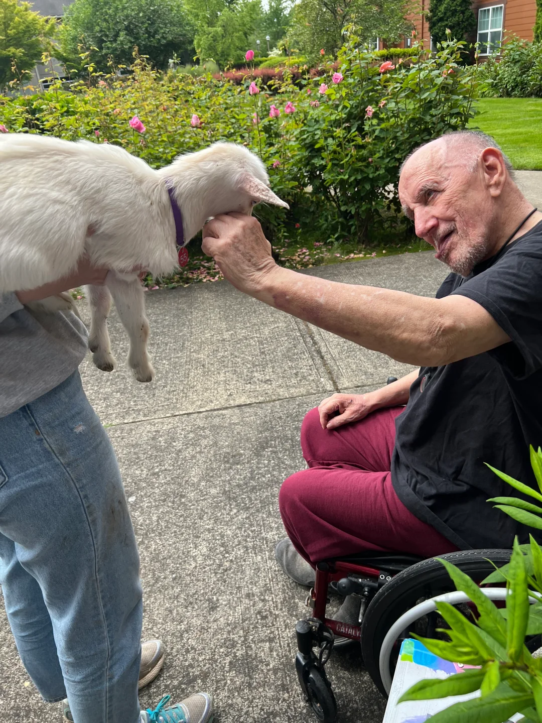 St. Anthony Village — Baby Goats, photo 4